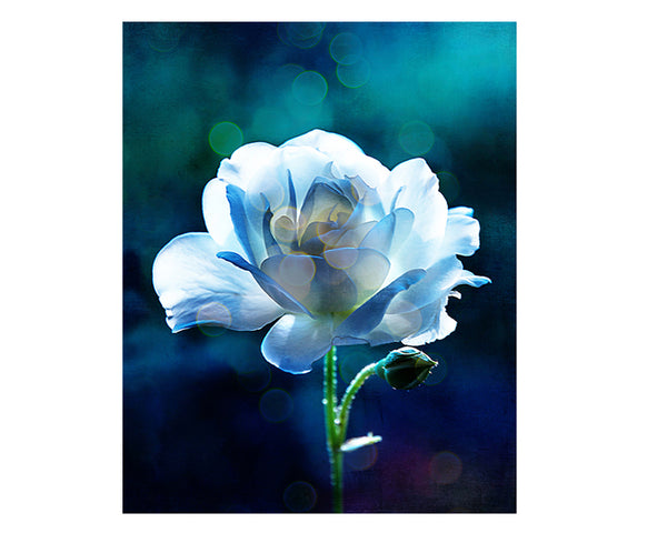 Serenity, Creamy Blue Rose - CalissaPrints