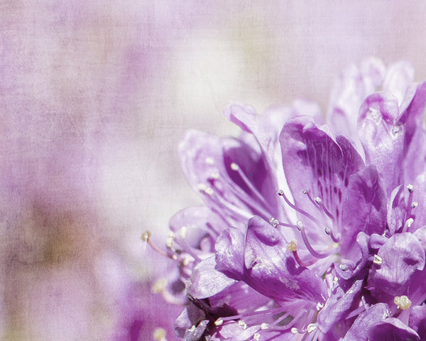 Purple Reign Flower Field - Botanical Fine Art, FBA03